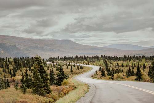 dirt road green leafed trees gravel